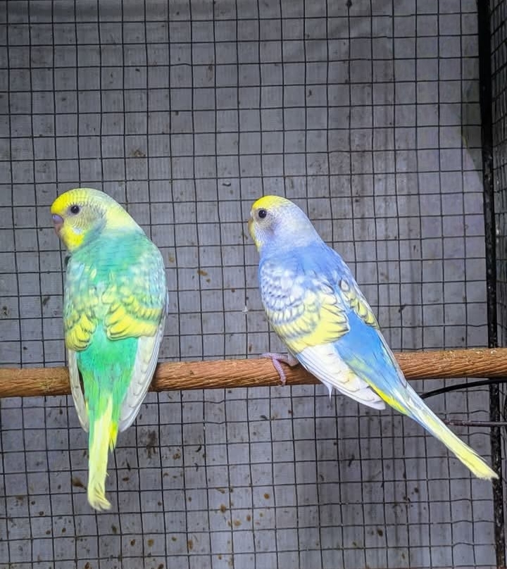 Ternak